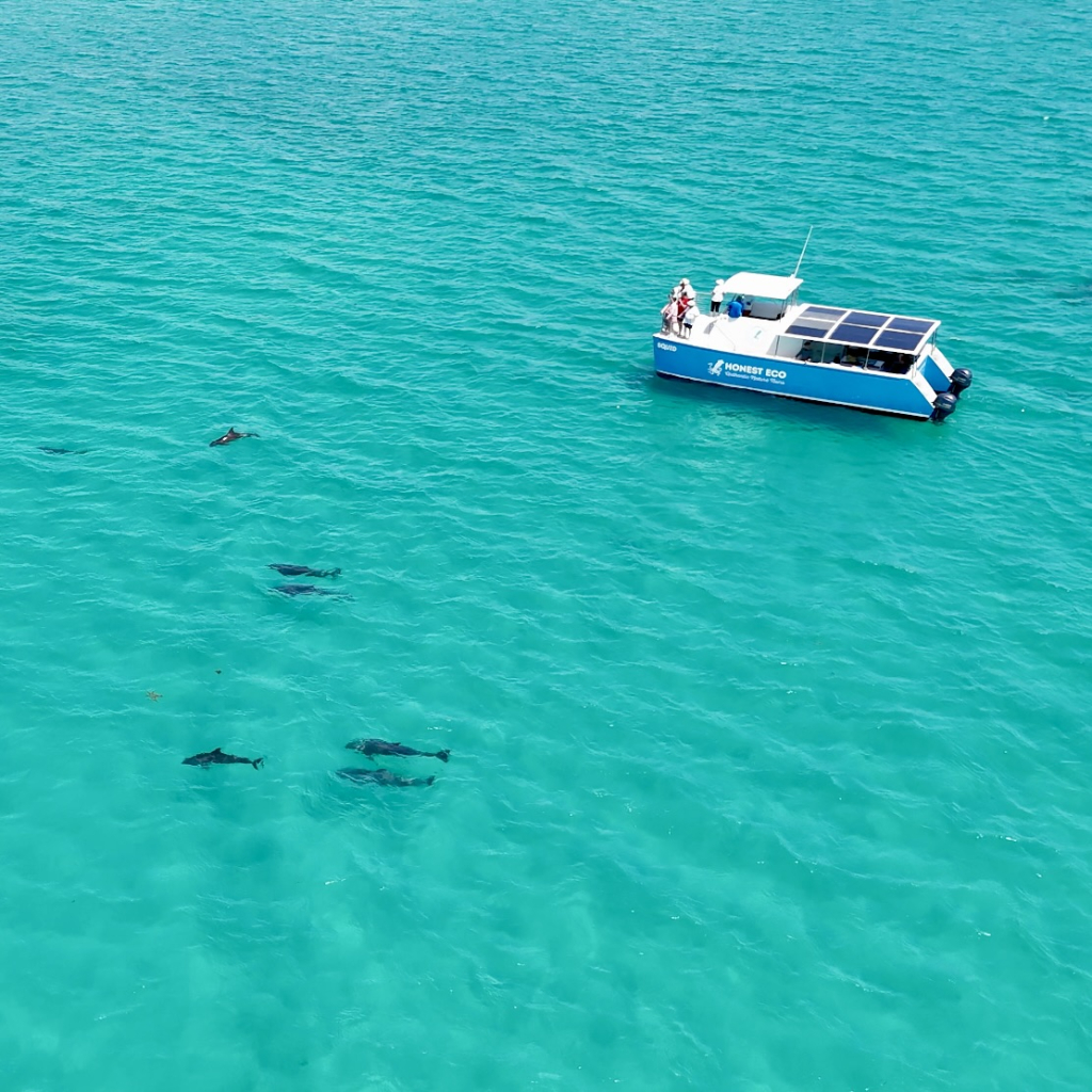 Understanding Dolphin Behavior and Their Personality Traits