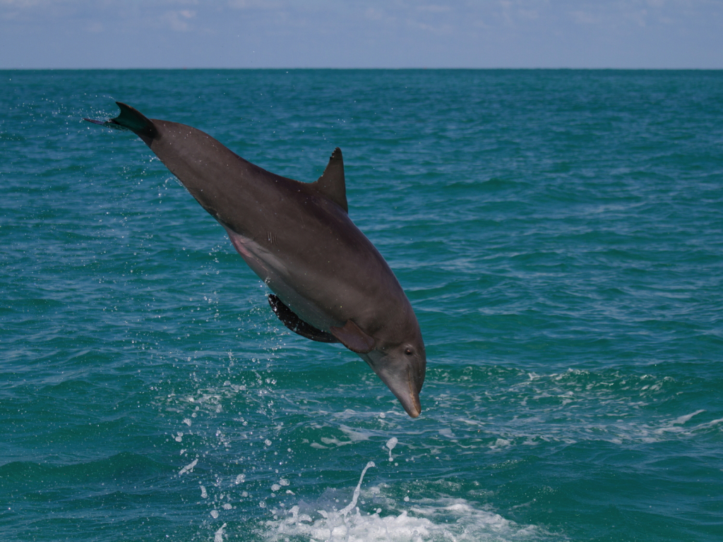 key west dolphin