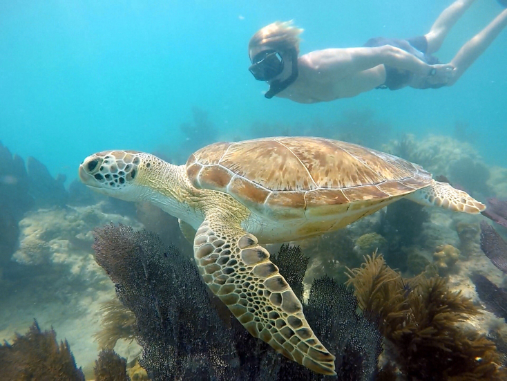 Sunset Catamaran Sail + Reef Snorkel & Sandbar tour