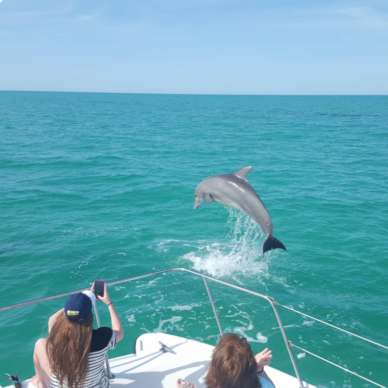 dolphin watching