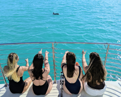 Dolphin Watch + Guided Snorkel & Sandbar in Key West