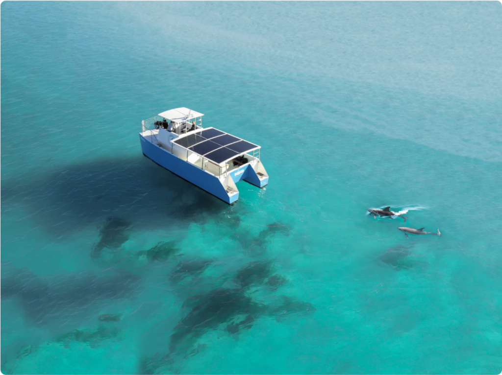 key west florida dolphins