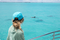 Dolphin Watch + Guided Snorkel in Key West