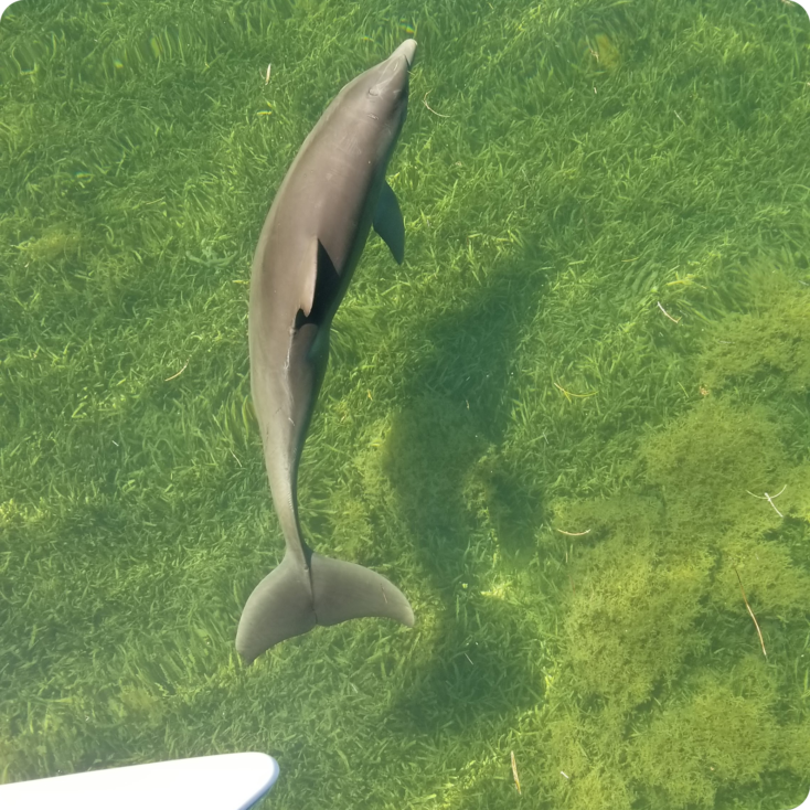 Dolphin Watching photos