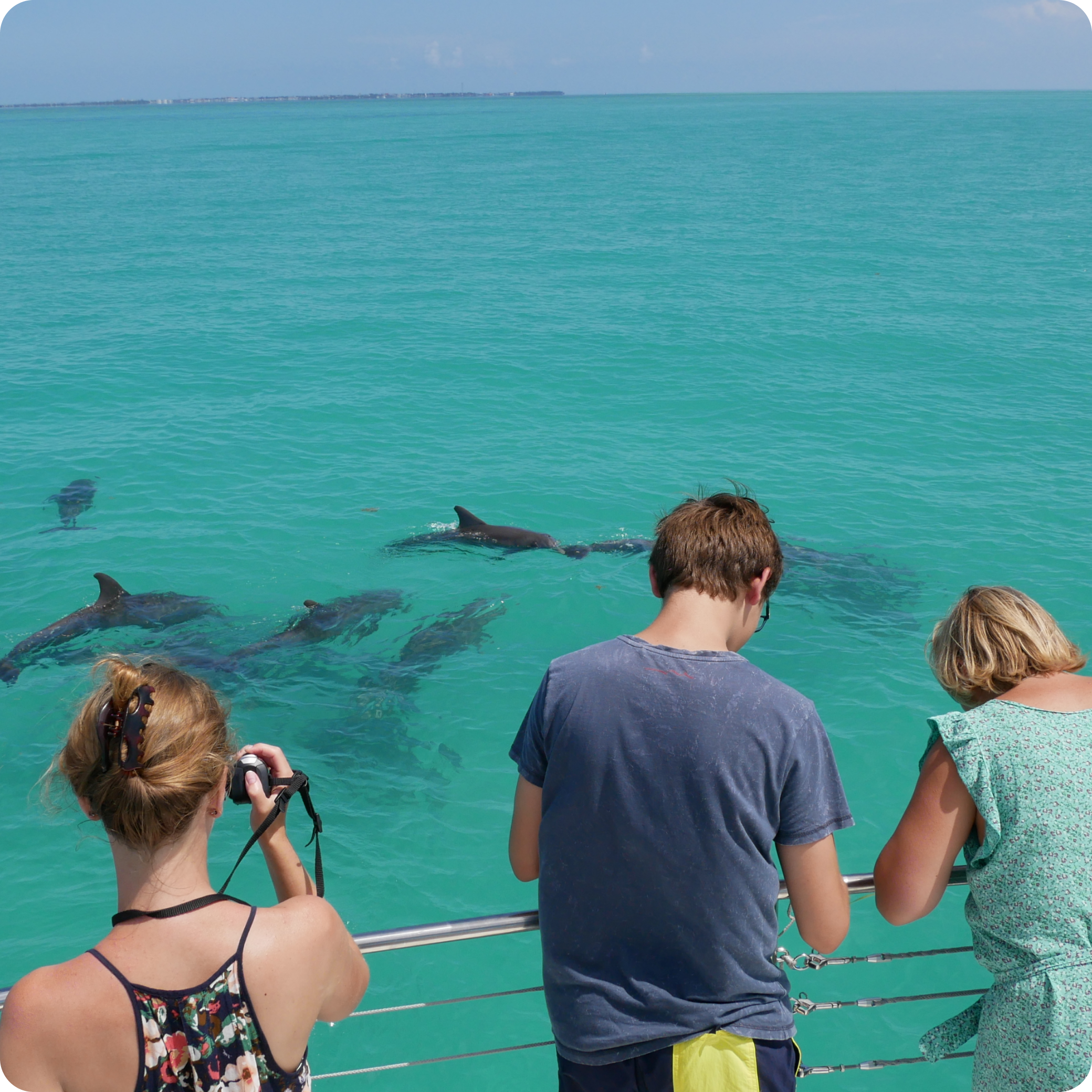 Dolphin Watching photos