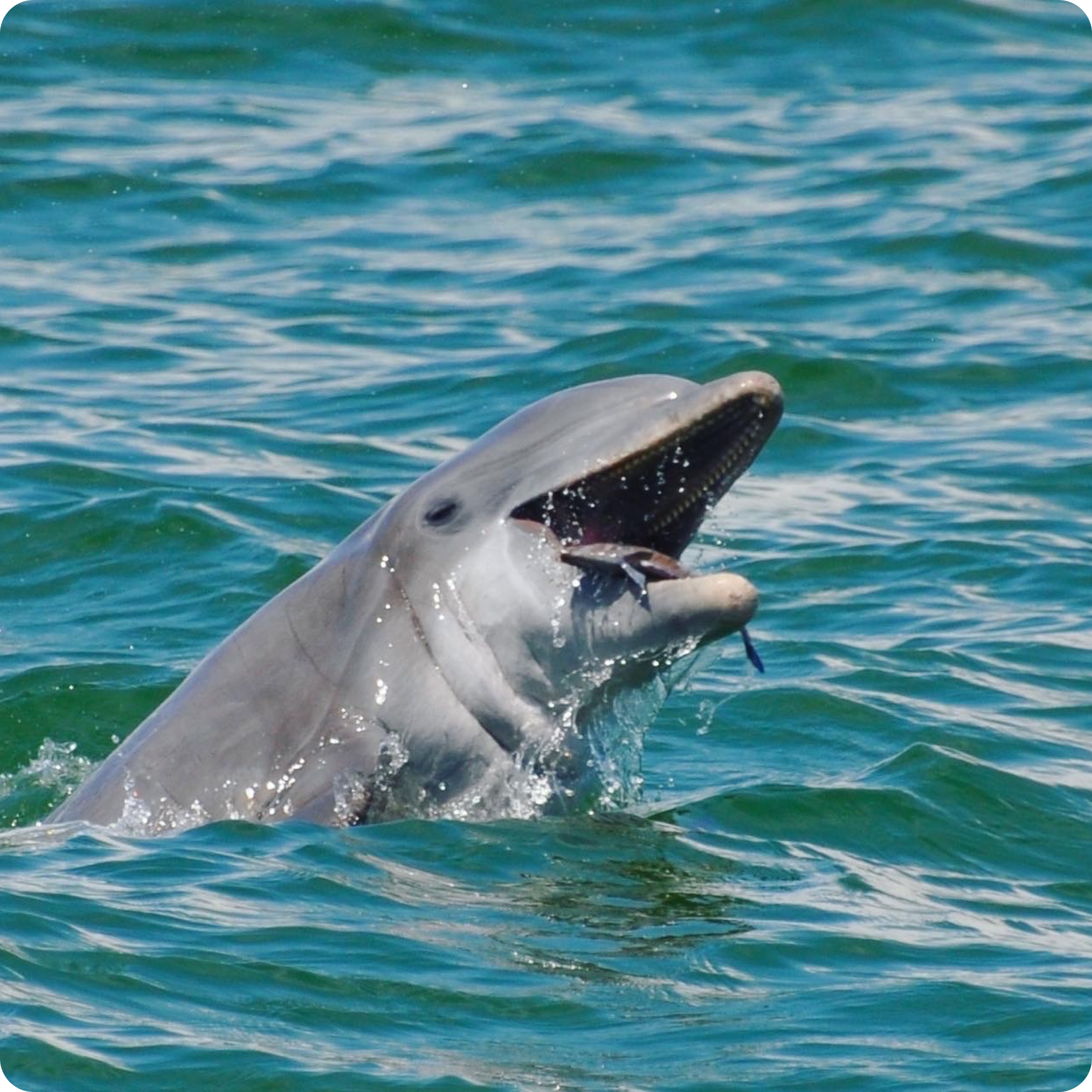 Dolphin Watching photos