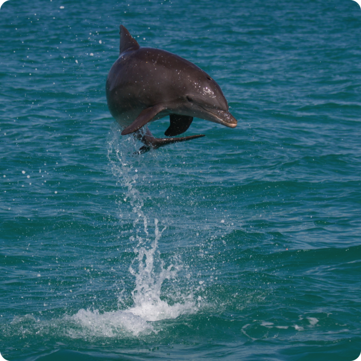 Dolphin Watching photos
