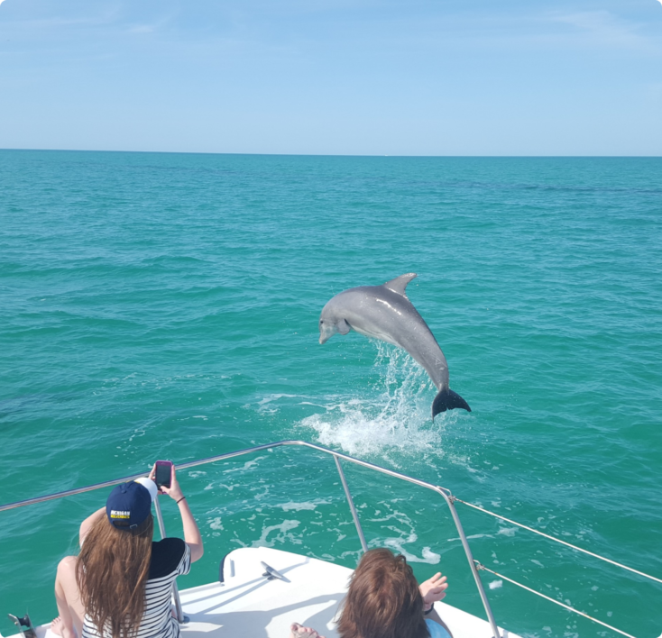 Dolphin Watching photos