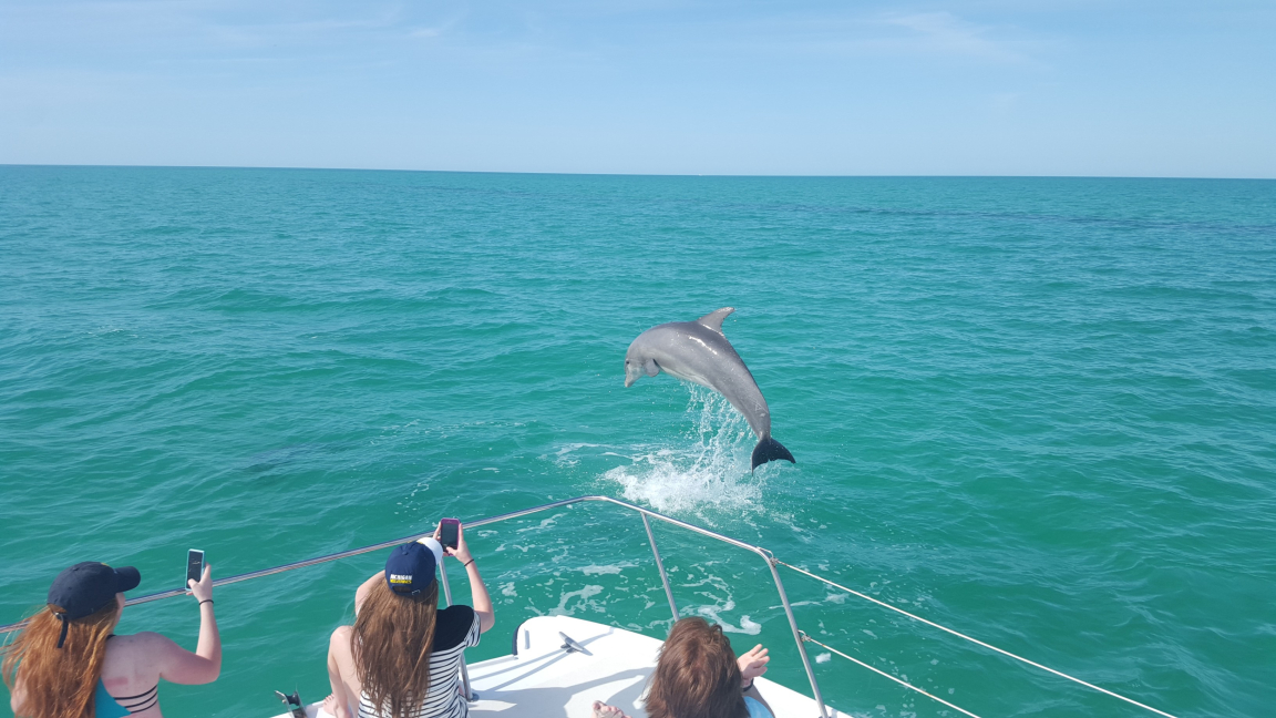 Understanding Dolphin Behavior and Their Personality Traits