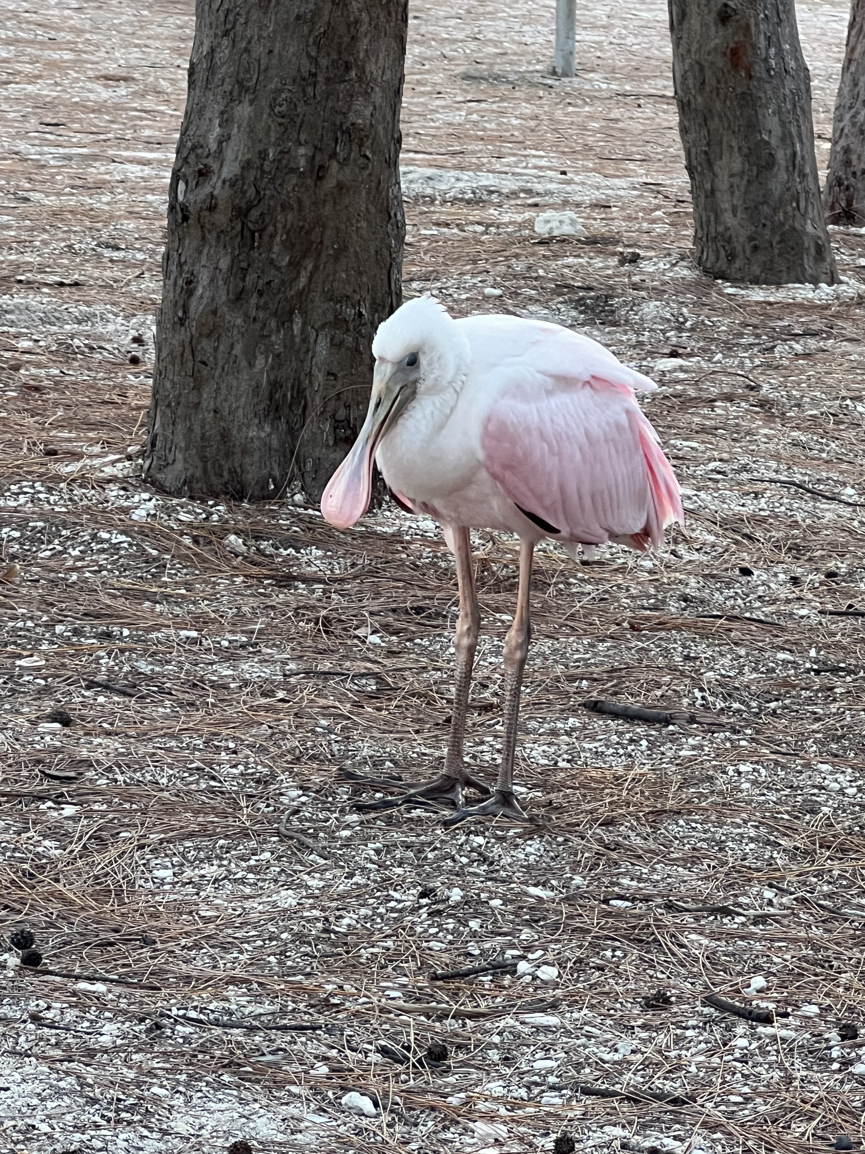 Birds of Key West and the Florida Keys | Key West Bird Watching