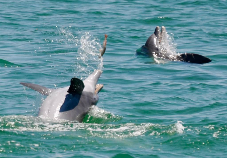 Dolphins Eat