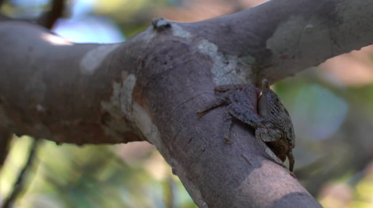 The Unsung Heroes of the Mangroves