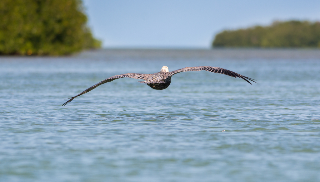 Best mangrove kayaking in the Florida Keys