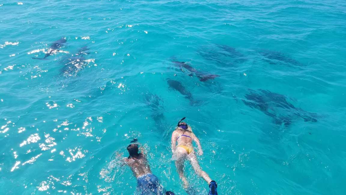 Swimming with Dolphins in Key West, Florida: A Thoughtful Perspective