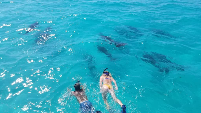Swimming with Dolphins in Key West