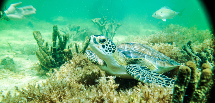Mangrove Kayak + Guided Snorkel & Sunset Sail photos