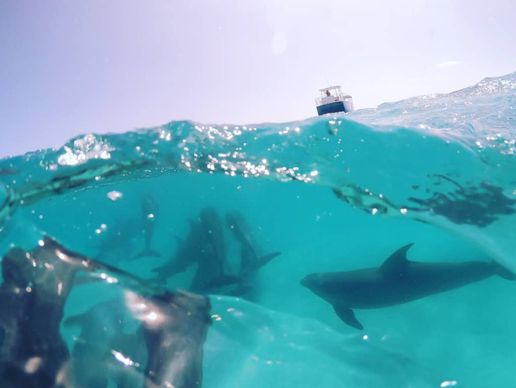 Whale Watching in Key West, Florida
