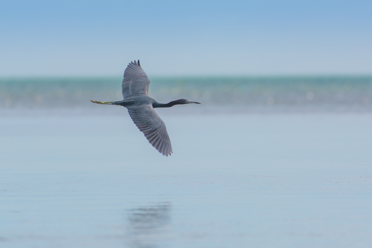 Key West Birds