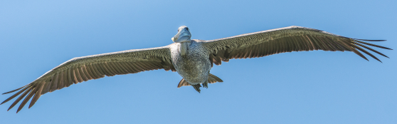 Birds of Key West and the Florida Keys | Key West Bird Watching
