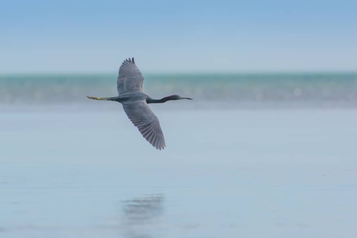 Most Common Birds of Key West and the Florida Keys