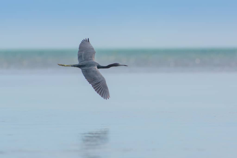 Most Common Birds of Key West
