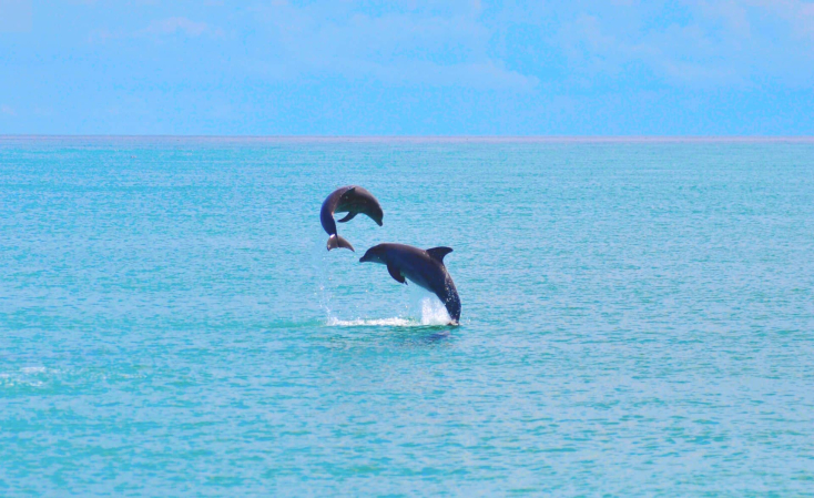 Best Time and Places to See Dolphins in Key West