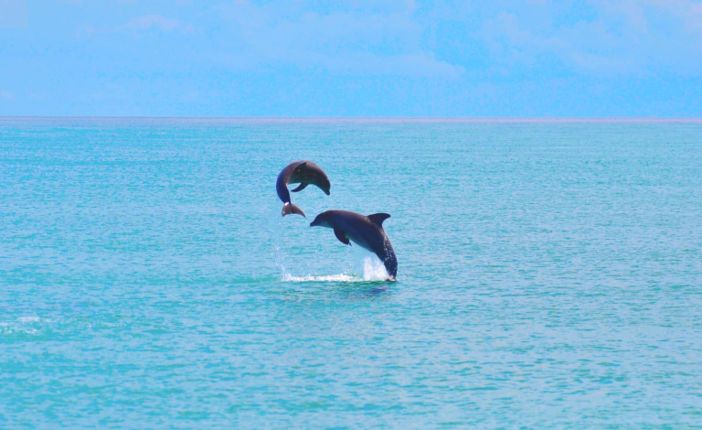 How To See Dolphins In Key West